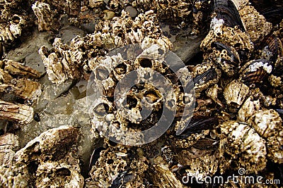 Barnacles and mussels exposed on sea rocks Stock Photo