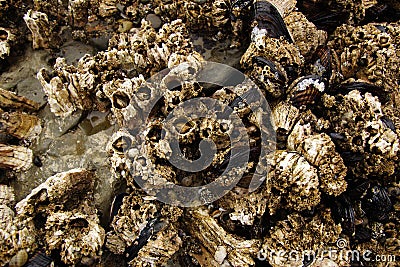 Barnacles and mussels exposed on sea rocks Stock Photo