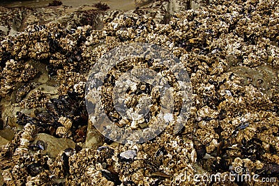 Barnacles and mussels exposed on sea rocks Stock Photo