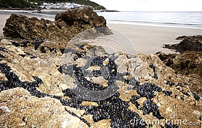 Barnacles and mussels in Galicia Spain. Stock Photo
