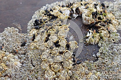 Barnacles and mussels found on a rock in the UK Stock Photo