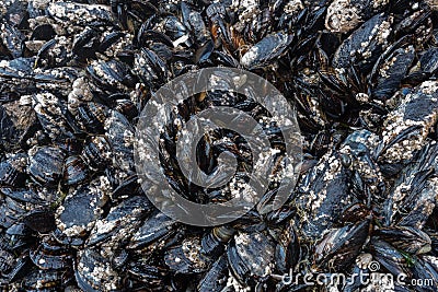 Barnacles and Mussels on Rocks in Tidepool Stock Photo