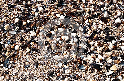 Barnacles and shells on the seashore Stock Photo