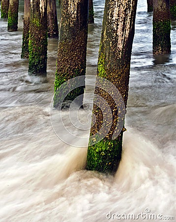 Barnacles on a weathered pier piling Stock Photo