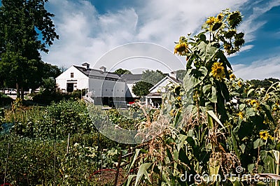 Barns at Codman Farms Editorial Stock Photo