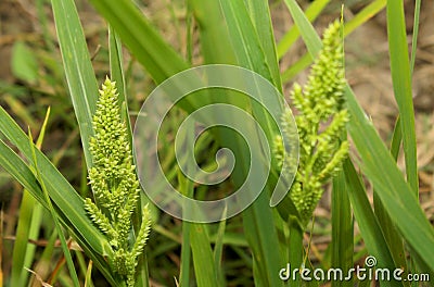 Barnyard millet bunch with leaves. Stock Photo