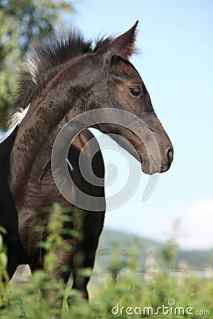 Barock pinto foal on pasturage Stock Photo