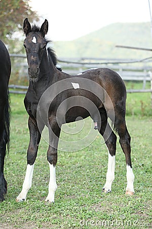 Barock pinto foal on pasturage Stock Photo