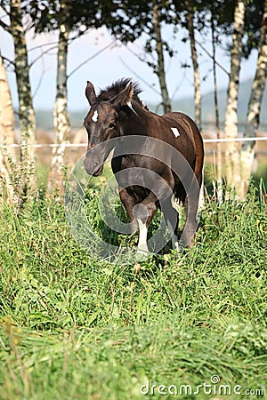 Barock pinto foal on pasturage Stock Photo