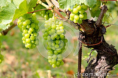 Barolo grapes Stock Photo