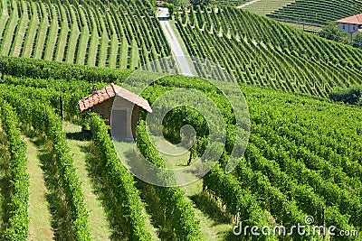 Green countryside with vineyards and tool shed in Italy Editorial Stock Photo