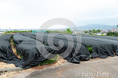 Baron Screen - Screen for shading: Used in tea plantations to protect the leaves against the winds and strong sunlight. Stock Photo