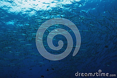 School of Barracuda on the coral reef of Koh Tachai pinnacle in Southern Thailand. Stock Photo