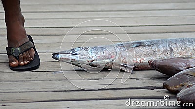 Barracuda fish with fisherman Stock Photo