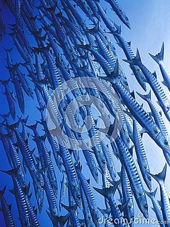 Barracuda fish swarm Stock Photo