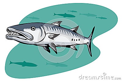 Barracuda hunting for a prey Stock Photo