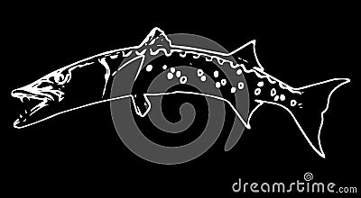 Barracuda cuda fish predator on black background Stock Photo