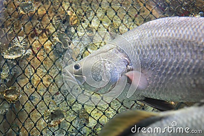 Barramundi fish Stock Photo