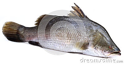 Barramundi or Koral fish of Southeast Asia Stock Photo