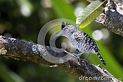 Barred Antshrike (Thamnophilus doliatus Stock Photo