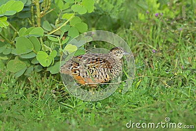Barred Button Quail or Common bustard-quail. Turnix suscitator Stock Photo
