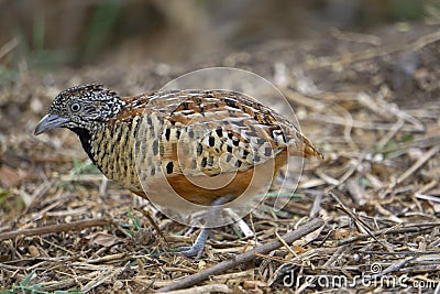 Barred buttonquail or common bustard-quail, Turnix suscitator, Satara Stock Photo