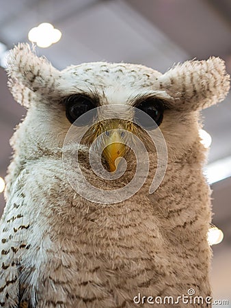 The barred eagle owl Stock Photo