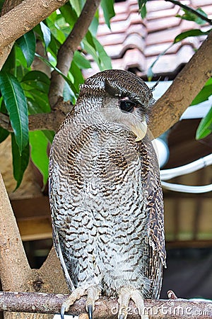 Barred eagle owl. Stock Photo