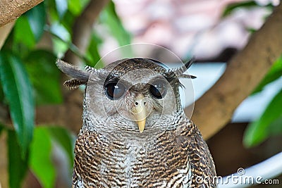 Barred eagle owl. Stock Photo