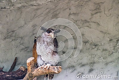 The barred eagle-owl Stock Photo