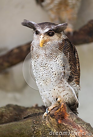 Barred eagle owl, Bubo sumatranus Stock Photo