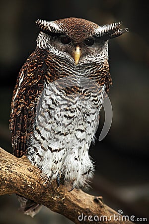 Barred Eagle Owl, Bubo sumatranus, Malaysia Stock Photo