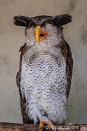 Barred eagle-owl, Bubo sumatranus Stock Photo