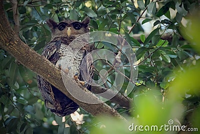 Barred eagle-owl, Bubo sumatranus perching on branch Stock Photo