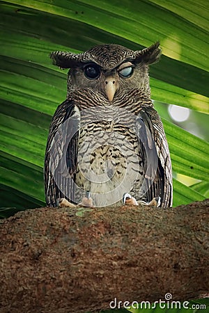 Barred eagle-owl, Bubo sumatranus perching on branch Stock Photo