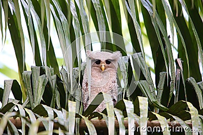 Barred eagle-owl Stock Photo