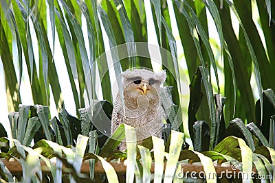 Barred eagle-owl Stock Photo