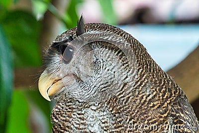 Barred eagle owl. Stock Photo