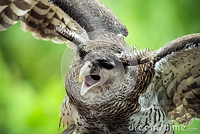 Barred Eagle Owl Stock Photo