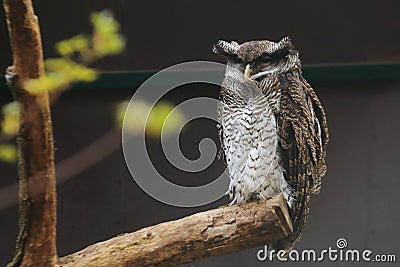 Barred eagle owl Stock Photo