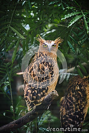 Barred Eagle-Owl stare Stock Photo