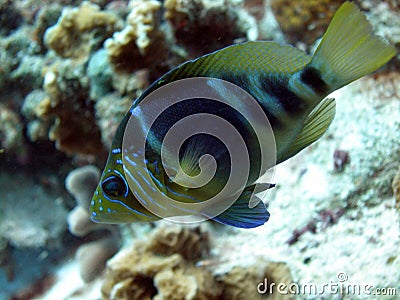 Barred Hamlet Stock Photo