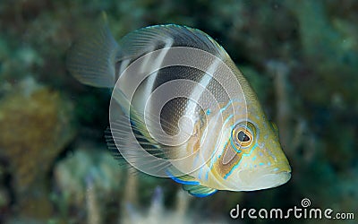 Barred Hamlet Stock Photo