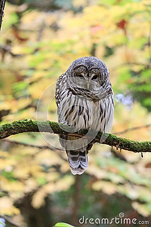 Barred Owl Bird Perched in Tree with Fall Leaves Stock Photo