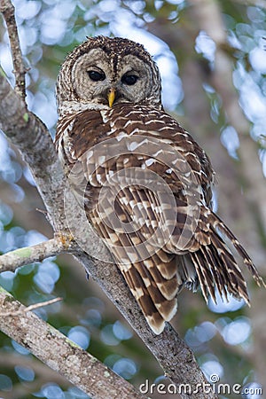 Barred Owl Perched on Branch and Watching Intently Stock Photo