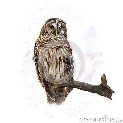 Barred Owl perching watercolor Stock Photo