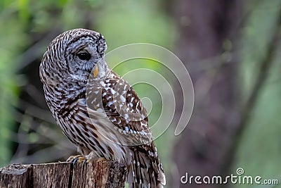 Barred Owl Sits Outdoors In Its Natural Environment Stock Photo
