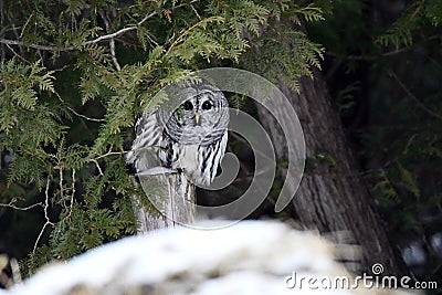 Barred Owl sits perched in a cedar forest Stock Photo
