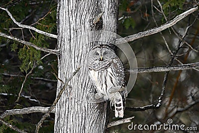 Barred Owl sits perched in a cedar tree Stock Photo