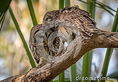 Pair of Barred Owls on the Tree Stock Photo